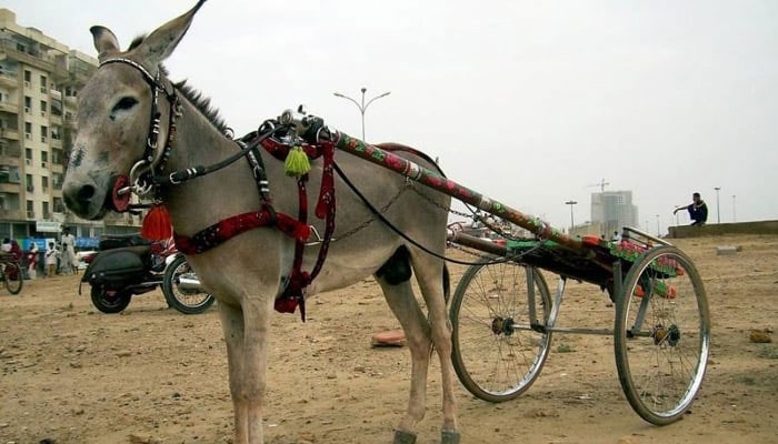 بجلی نے بجلی کی تیز رفتاری سے کراچی گدھا گاڑی ریس جیت لی